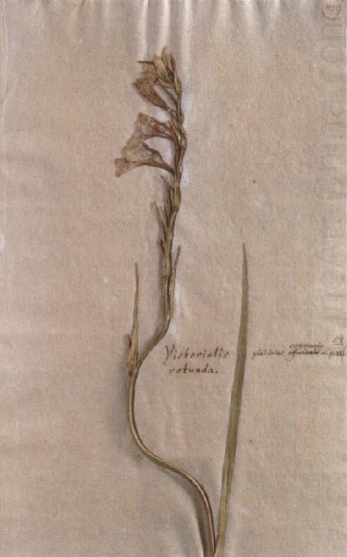 Herbarium sheet, Johann Wolfgang von Goethe